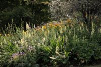 Aconitum 'Ivorine' with Alstromeria at Marwood Hill Gardens
