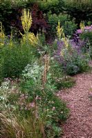 Verbascum olympicum and Eryngium giganteum 'Silver Ghost' in the stone garden in Holbrook Garden, July