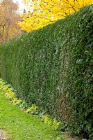 Thuja occidentalis 'Smaragd' hedge - Yellow Cedar. November