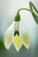 Galanthus 'Cowhouse Green', February