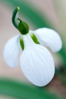 Galanthus plicatus 'Three Ships', February, from above