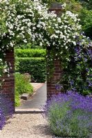 Clematis durandii and Rosa wichuraiana climbing on brick arch, Lavandula in foreground