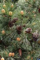 Pinus nigra ssp. Pallasiana
