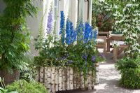 Delphiniums in mixed rustic log container 