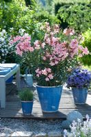 Early summer containers on terrace with Nerium oleander 'Mme Leon Blum', Lavandula and Solanum rantonnetii syn. Lycianthes 