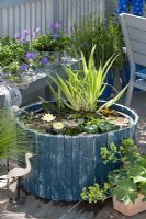 Mini pond on balcony - Nymphaea, Iris pseudacorus 'Variegata', Eichhornia crassipes, Alchemilla, Festuca rubra, Geranium 'Rozanne'
