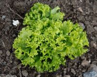 Lactuca  sativa 'Bionda' lettuce 