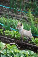 Vulpes vulpes - Fox cub standing on raised bed vegetable garden