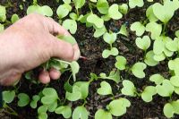 Thinning out Raphanus - Radishes seedlings to 50mm apart