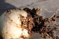 Delia brassicae - Cabbage Root fly maggots feeding on Turnip root