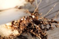 Delia brassicae - Cabbage Root fly maggots feeding on Turnip root
