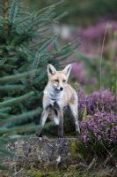 Vulpes vulpes - Red Fox standing on tree stump in forestry