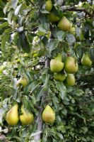 Pyrus communis 'Doyenne du Comice' Pear tree with mature fruit