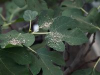 Treating figs for red spider mite using predators dispersed in vermiculite