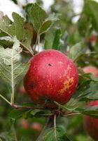 Malus domestica 'Kidds Orange Red' - Apple