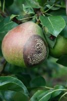 Sclerotinia fructigena -  Brown Rot on ripening Pear