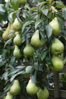 Pyrus communis 'Packhams Triumph' close up of ripening fruit