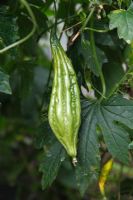 Momordica charantia - Bitter Gourd 'Naja' fruit