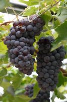 Vitis vinifera 'Black Hamburgh' - Grape