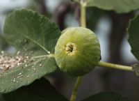 Ficus 'Persistent Caprifig' - Fig