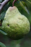  Pyrus communis 'Packhams Triumph' - Pear close up of fruit