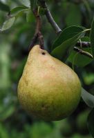 Pyrus communis 'Onward' - Pear close up of ripe fruit