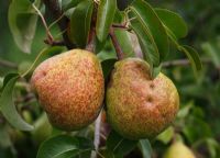 Pyrus communis 'Fondante Thirriot' - Pears