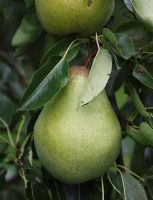 Pyrus communis 'Pitmaston Duchesse' - Pears