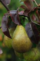 Pyrus communis 'Beurre Dumont ' - Pear fruit ripening on tree