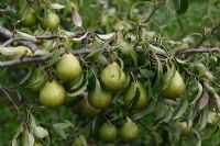 Pyrus communis 'Winter Nellis' - Pears ripening on tree