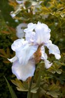 Iris germanica - Allington Grange