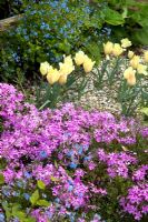 Mixed Sping bed with Phlox with Tulipa 'Fur Elise' - Homecovert
