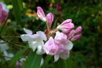 Rhododendron 'Hoppy' - Homecovert