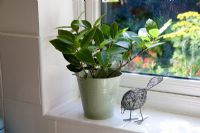  Laurus nobilis - Bay growing on a window sill