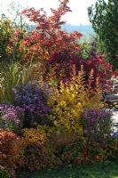 Colourful border - Physocarpus  'Dart's Gold', Chrysanthemum Dreamstar 'Kipli' and 'Ajax', Aster, Spartina and Acer palmatum 