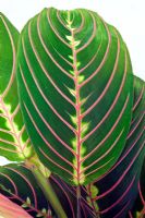 Maranta leuconeura - Prayer plant