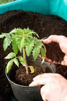 Potting on a Tomato plant - Step 2 - pot into a larger pot using 50 -50 john innes no. 2 and compost