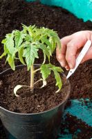 Potting on a Tomato plant - Step 3 - water well and replace the label