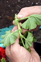 Taking Pelargonium cuttings - Step 1 - take cuttings below the leaf joint, 8cm long and remove lower leaves and flowers or buds