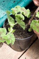 Taking Pelargonium cuttings - Step 2 - dibble into 50 -50 mix of soilless compost and sharp sand. Do not use hormone rooting powder