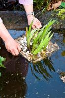 Dividing a water Iris - Step 4 - lower basket onto a marginal shelf in the pond