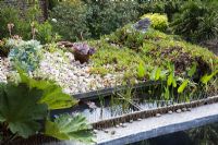 Gunnera, Water Hyacinths and Lilies in small rooftop bog garden, pots of Echeveria and Mesembryanthemum behind - The Chase