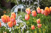 Tulipa 'Dordogne' and geodesic greenhouse in background - The Chase