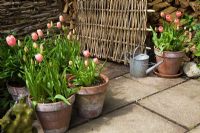 Tulipa 'Dordogne' in pots with willow screen by gateway - The Chase
