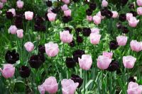 Tulipa 'Paul Scherer' with Tulipa 'Pink Diamond'