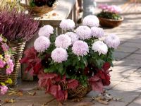 Chrysanthemum grandiflorum 'Morning Light', Heuchera 'Giorgia Peach', Viola wittrockiana, Calluna 'Athene' in baskets