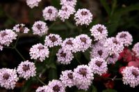 Verbena rigida f. lilacina 'Lilac Haze'