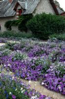 Bedding displays 2011 at the Garden of the Domaine de Chaumont-sur-Loire, France, using blue Petunias, Laurentia, Salvia patens 'Cambridge Blue' and Verbena rigida f. lilacina