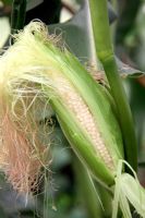 Zea mays - Sweet Corn 'Mini Pop' - plants are harvested when cobs are very immature - the whole cob is eaten