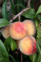 Prunus persica - Peach 'Rochester' AGM - ripe fruits